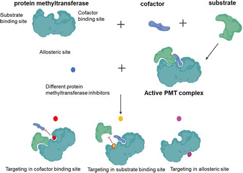 tudor methylation protein